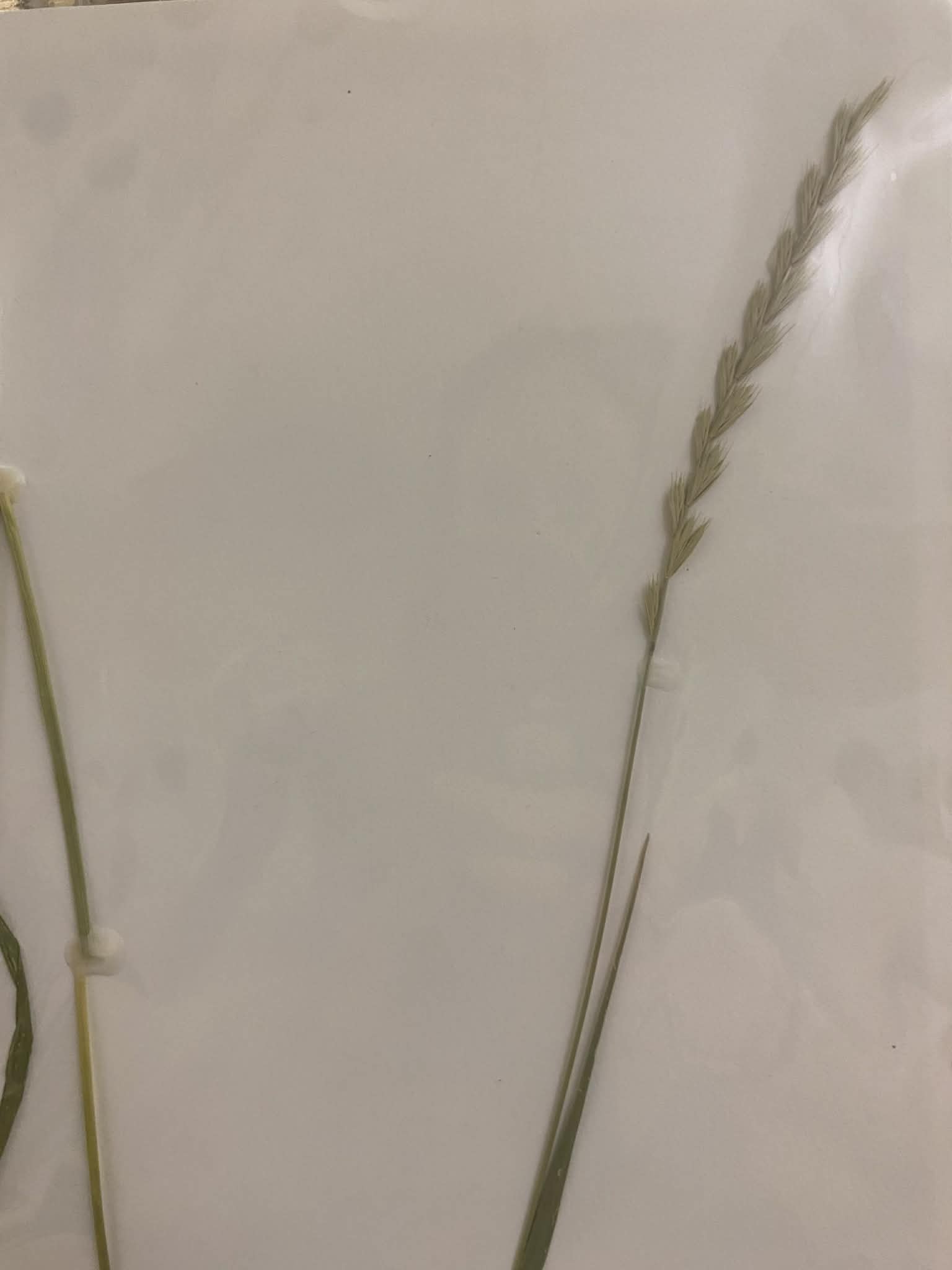 <p>Triticeae, P, N, Pascopyrum smithii, Western wheatgrass</p>