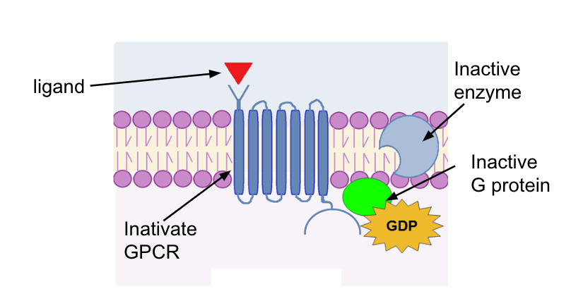 <p><span>The GPCR, enzyme, and G protein are </span><strong><u><span>inactive</span></u></strong><span> until?</span></p>
