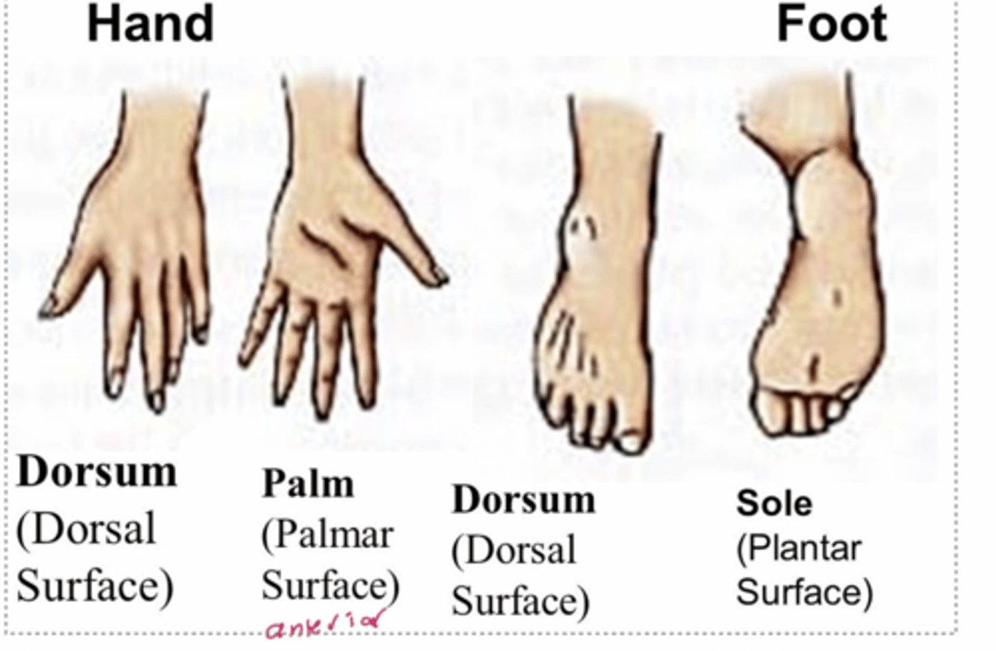 <p>Dorsal of the foot is the top - this is because of the rotation which has occurred</p><p>Dorsiflexion and plantarflexion</p>