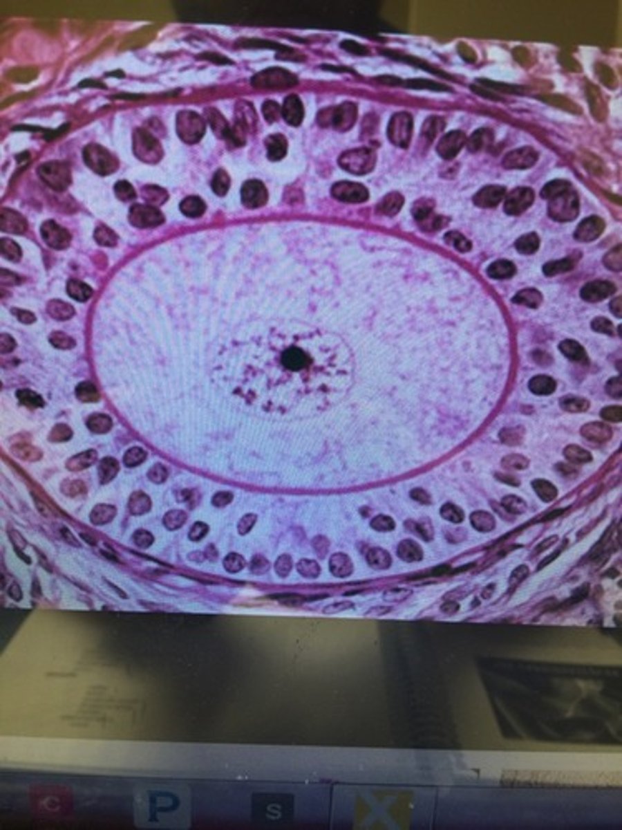 <p>As follicular cells mature, they form these that pictured here...?</p>