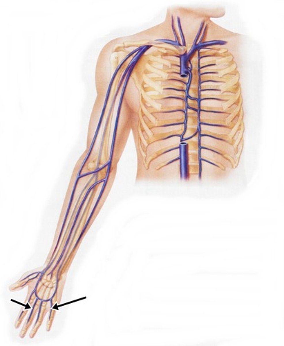 <p>superficial and deep</p>