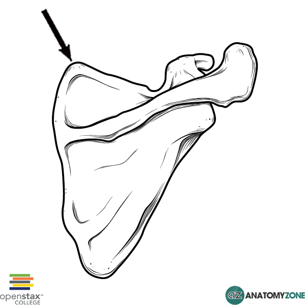<p>name this bone or bone marking</p>