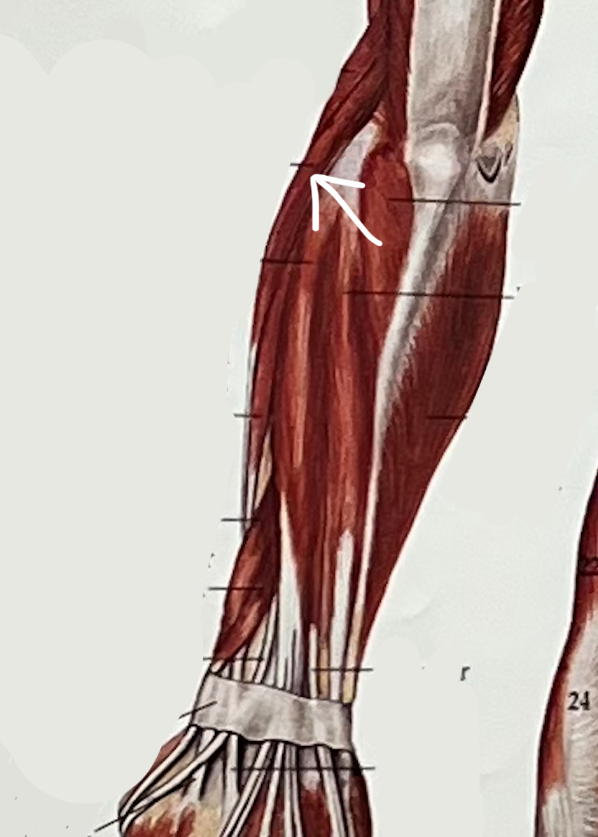 What muscle