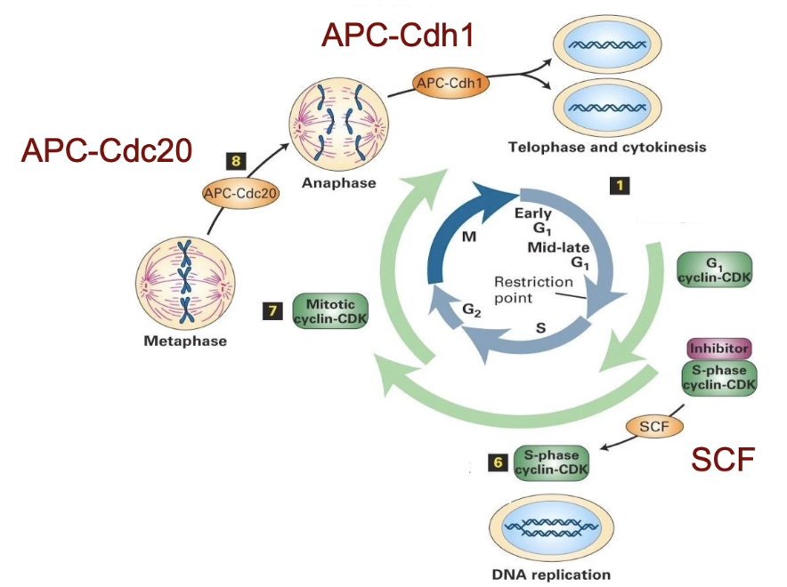 <ul><li><p><strong>SCF complex:</strong></p><ul><li><p>Promotes G1 to S phase transition</p></li></ul></li><li><p><strong>APC-Cdc20:</strong></p><ul><li><p>Regulates metaphase to anaphase transition</p></li></ul></li><li><p><strong>APC-Cdh1:</strong></p><ul><li><p>Mediates exit from mitosis</p></li></ul></li></ul><p></p><p>APC (anaphase promoting complex)</p><p></p>