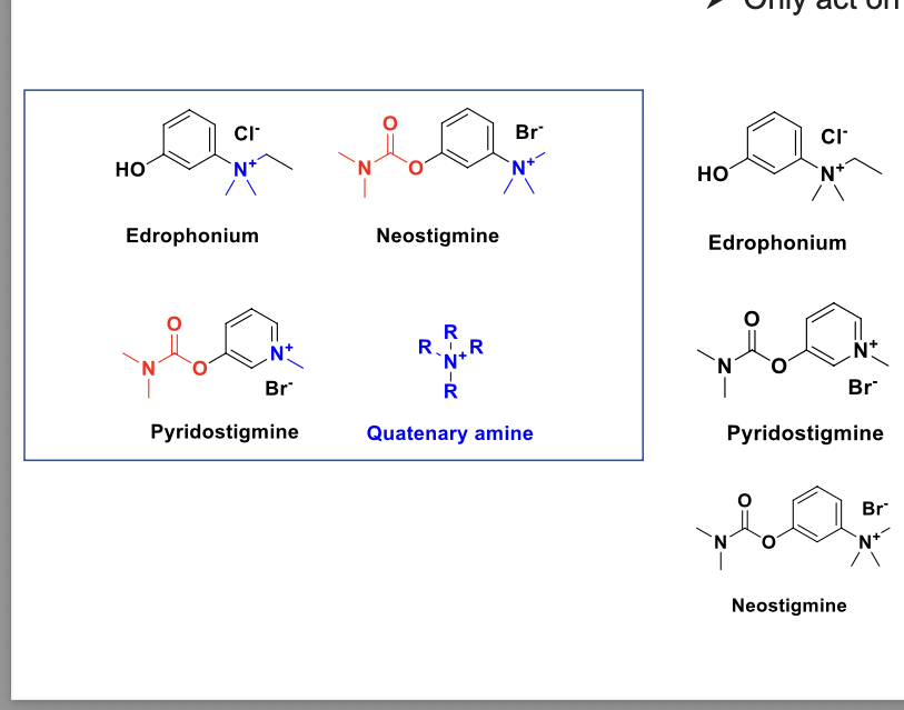 <ul><li><p>do NOT cross the BBB</p></li><li><p>only act on the <u>PNS</u></p></li><li><p>edrophonium</p><ul><li><p>used for the diagnosis of <strong>myasthenia gravis</strong></p></li><li><p>shortest acting → onset 10-30 sec; duration 10 mins</p></li></ul></li><li><p>pyridostigmine</p><ul><li><p>used for treatment of <strong>myasthenia gravis</strong></p></li><li><p>longest acting</p></li></ul></li><li><p>neostigmine</p><ul><li><p>used to reverse the anesthesia post op</p></li><li><p>treatment of <strong>myasthenia gravis</strong></p></li></ul></li></ul><p></p>