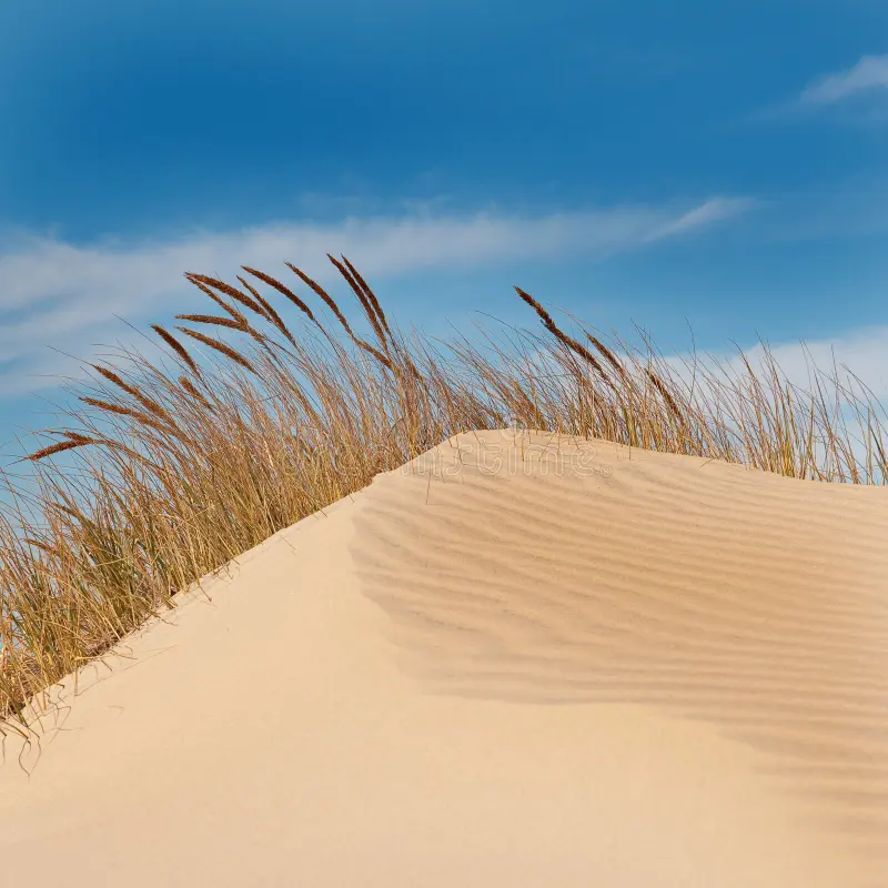 <p>Where do dune ridges form?</p>