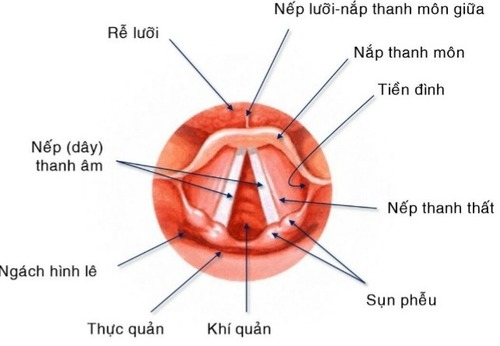 <p><span>Ngách hình lê nằm ở:</span></p><p><span>A. Ổ dưới thanh môn</span></p><p><span>B. Tiền đình thanh quản</span></p><p><span>C. Giữa sụn giáp, màng giáp móng và sụn phễu, sụn nhẫn, nếp phễu, nắp thanh môn </span></p><p><span>D. Nơi khoang sau hầu đổ vào trung thất </span></p>