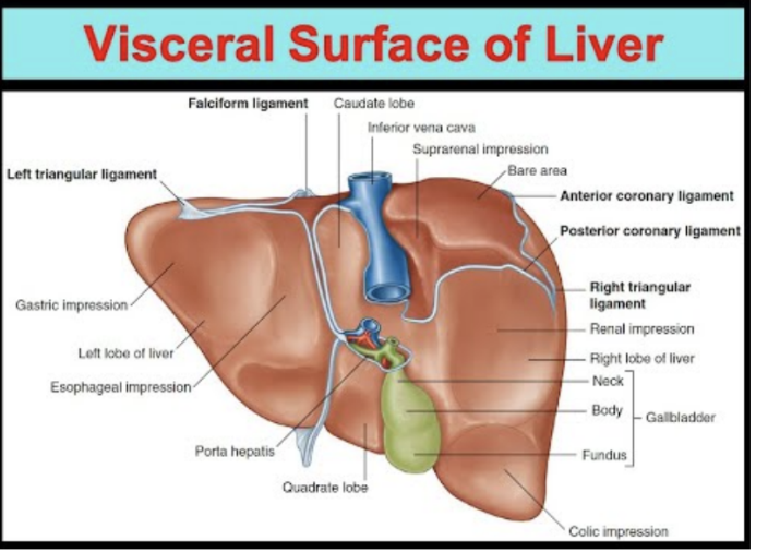 <ul><li><p>Covered by visceral peritoneum except in the fossa for gallbladder and at the porta hepatis, aswell as bare area</p></li><li><p>Structures related to it —</p><ul><li><p>Esophagus, right anterior part of stomach, superior part of duodenum, lesser omentum, gallbladder, &amp; kidney</p></li></ul></li><li><p>Porta hepatis — serves a point of entry into liver for hepatic arteries &amp; portal vein, and the exit point for the hepatic ducts</p></li></ul>