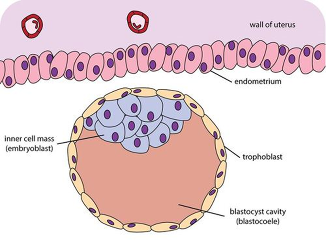 <p>embryoblast </p><p>cluster of cells within the blastocyst that develops into the embryo and some extra-embryonic tissues </p>
