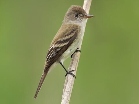 <p>Order:Passeriformes Family:Tyrannidae</p>