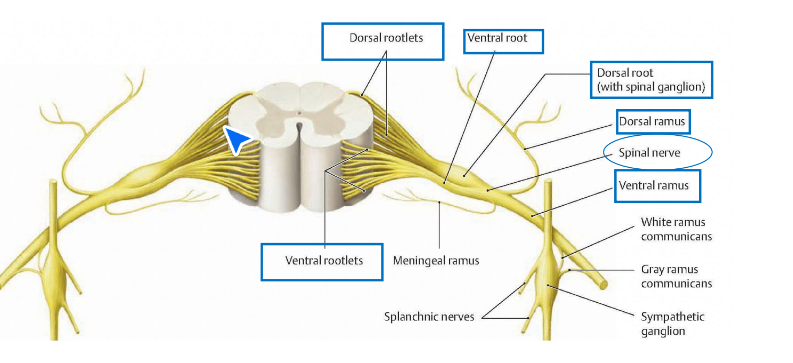 <p>PNS. Mixed- carry sensory info to CNS and motor info out of CNS. 31 pairs. C1 (highest, exits above cervical veterbrae), rest exit below veterbrae</p><p></p>