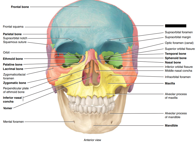 <p>State and identify which suture of the cranial bone is being censored.</p>