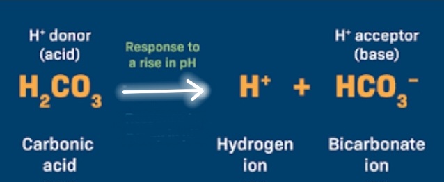 <p>H2CO3 → H+ + HCO3-</p>