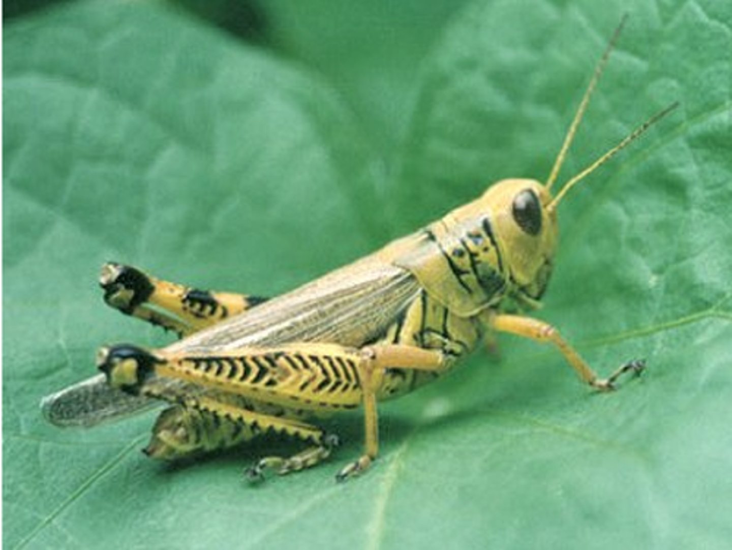 <p>Grasshoppers</p>
