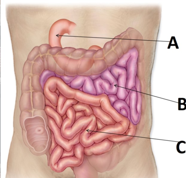 <p>What structure is indicated by C</p>