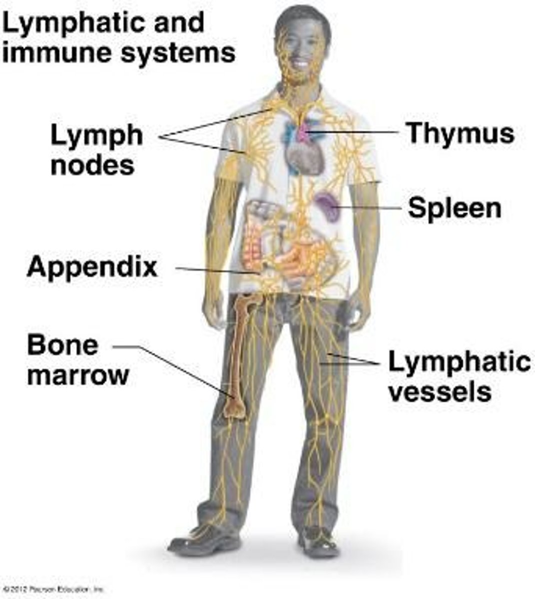 <p>To attack foreign cells while preventing damage to the body's own healthy cells.</p>