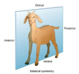 <ul><li><p>divides body along right and left halfs</p></li><li><p>allows for cephalization, (anterior vs. posterior)</p></li><li><p>suited for moving forward</p></li></ul><p></p>