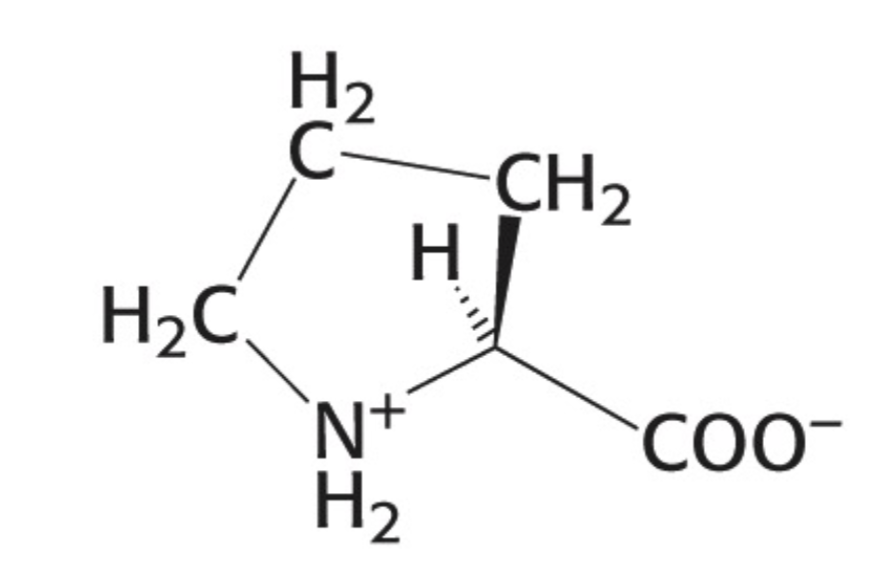 <p>Which amino acid is this</p>