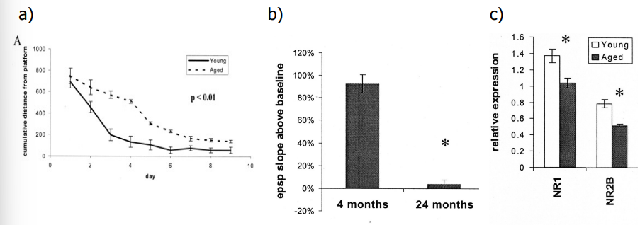 <p>age - decreased acquisition in the Morris Water Maze; decreased LTP; decreased expression of the NMDA receptors </p>