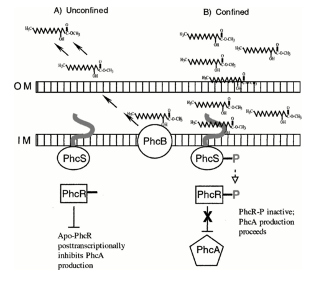 <p>> Ralstonia solanaceraum</p><p>> Signal: 3-OH Palmitic Acid Methylester</p><p>> PhcA: turns on genes</p><p>> PhcB: prevents signal from binding at low concentrations</p><p>> PhcS: sensor kinase</p><p>> PhcR: response regulator</p>