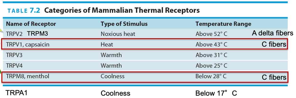 <ul><li><p>Cold sensors in skin closer to epidermis, warmth sensors located more </p></li><li><p>Warmth sensors located more deeply</p></li><li><p>Each TPR receptor type has a ’preferred‘ range of temperature </p></li><li><p>Some can be activated by chemical chemical compounds </p></li></ul>