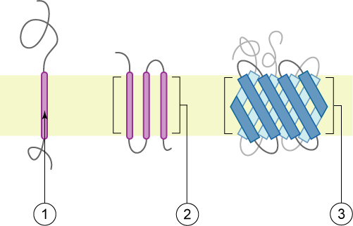 <p>types of integral protein</p><ul><li><p><strong><span>Span the lipid bilayer by alpha helical segments</span></strong></p></li><li><p><strong><span>ThreForms: alpha-helical proteins, and beta barrels with hydrophobic side chains </span></strong></p></li></ul>