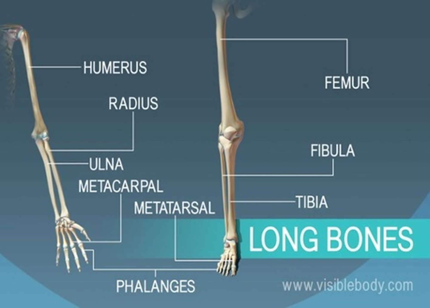 <p>bones that are longer than they are wide</p><p>ex: femus, humerus, etc</p>