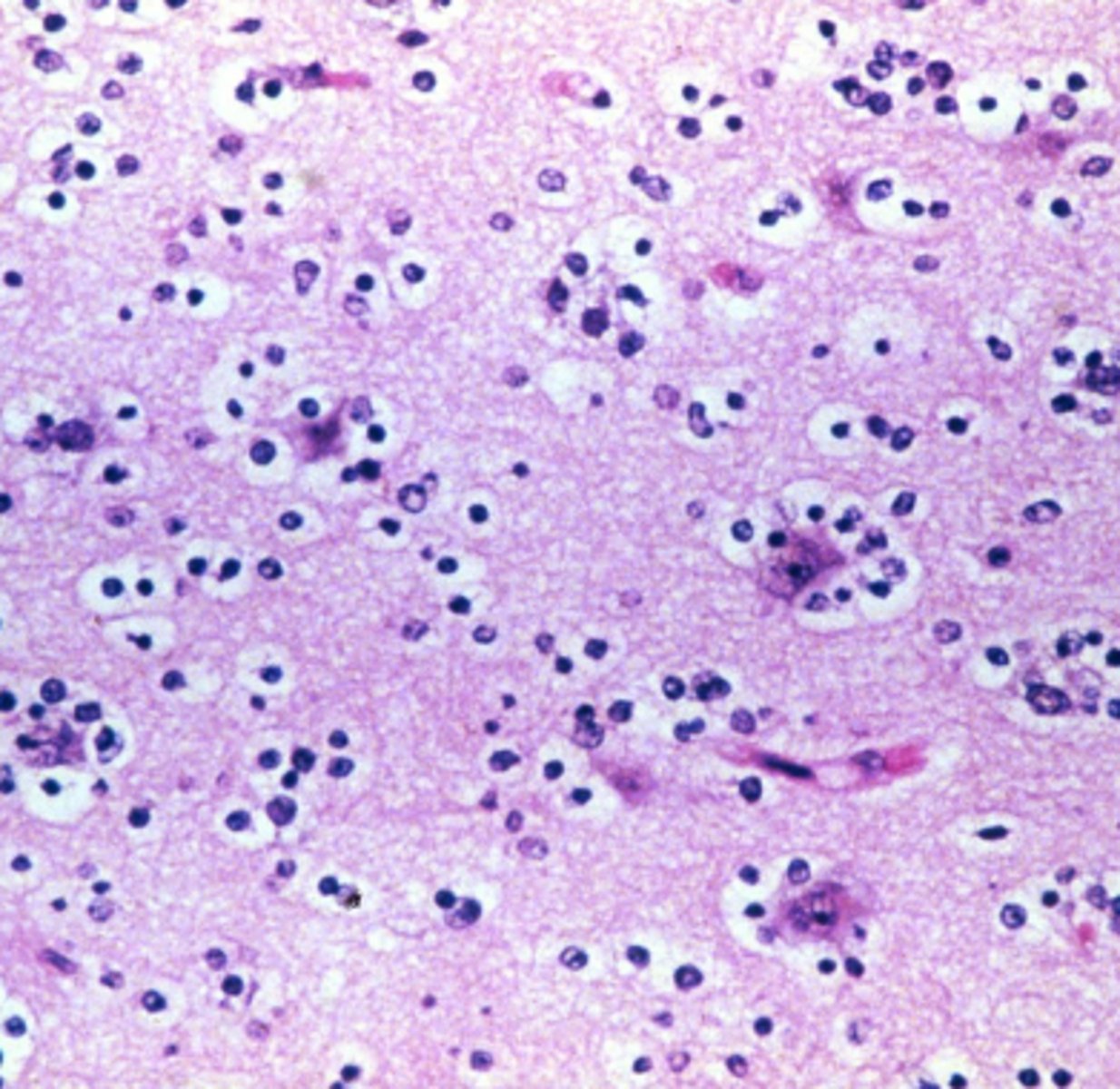 <p>Branch of medical science concerning diseases</p>