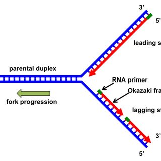 <p>because DNA synthesis only occurs in 5’ to 3’ direction </p><ul><li><p>continuous DNA synthesis already moves from 5’ to 3’ </p></li><li><p>discontinuous DNA synthesis occurs in lagging strands because its moving in the wrong direction relative to the direction of the replication fork.</p></li></ul>