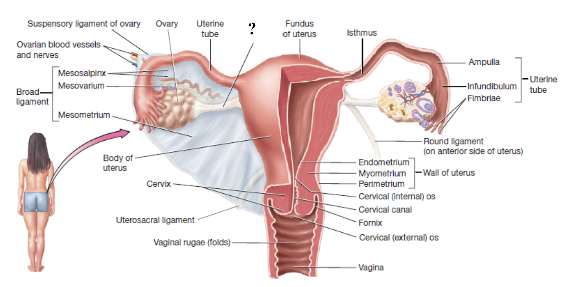<p>attaches the ovary to the uterus</p>