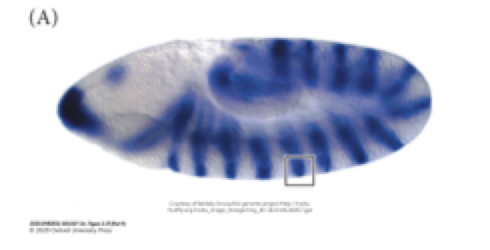 <p><strong>how does in situ hybridization work and when would we use it?</strong></p>