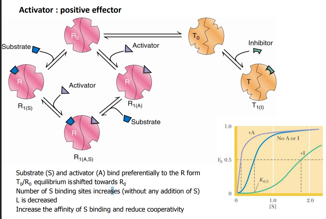 <ul><li><p>Substrate (S) and activator (A) bind preferentially to the R form</p></li><li><p>T0/R0 equilibrium is shifted towards R0</p></li><li><p>Number of S binding sites increases (without any addition of S)</p></li><li><p>L is decreased</p></li><li><p>Increase the affinity of S binding and reduce cooperativity</p></li></ul><p></p>