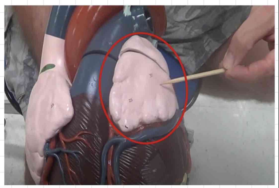 <p>what is this? (giant heart model)</p>