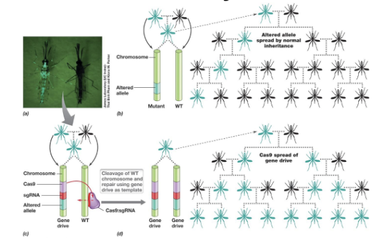 <ul><li><p>Cas system can be used as gene drive to spread mutations throughout generations of populations of sexually reproducing organisms </p><ul><li><p>Occur naturally via transposons but difficult to control </p></li><li><p>CRISPR and Cas9 allow inheritance to be controlled</p></li><li><p> Heterozygotes become homozygous due to ds breaks in WT copy </p></li></ul></li><li><p>Modification of mosquitoes to prevent diseases like malaria</p></li></ul><p></p>