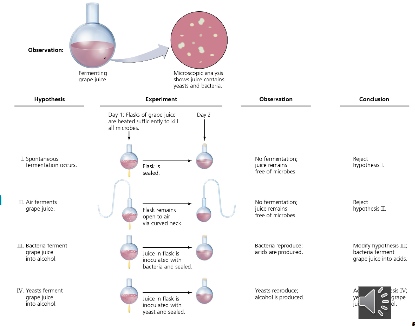 <p>spoiled wine threatened the livelihoods of many grape growers, wine produces funded research to promote alcohol production and production and prevent spoilage during fermentation, cause of fermentation reactions become linked to the broader debate over spontaneous generation</p><ul><li><p>demonstrated that heating liquids could kill most microbes without ruining flavor</p></li><li><p>developed the process of <strong>pasteurization</strong></p></li><li><p>founded the filed of industrial microbiology - intentional use of microbes to manufacture  products </p></li></ul><p></p>