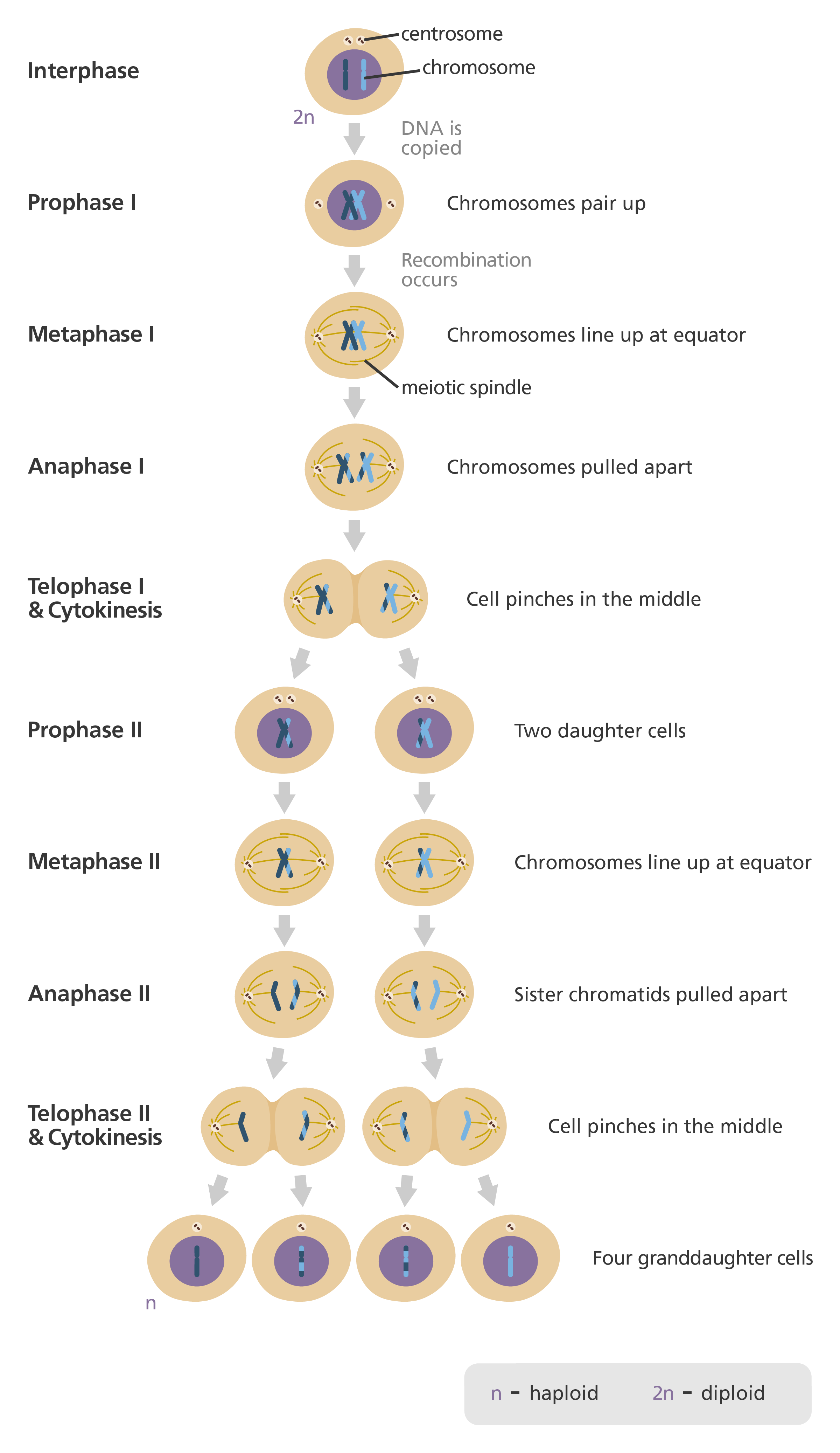 <p>meiosis (sex cells) </p>