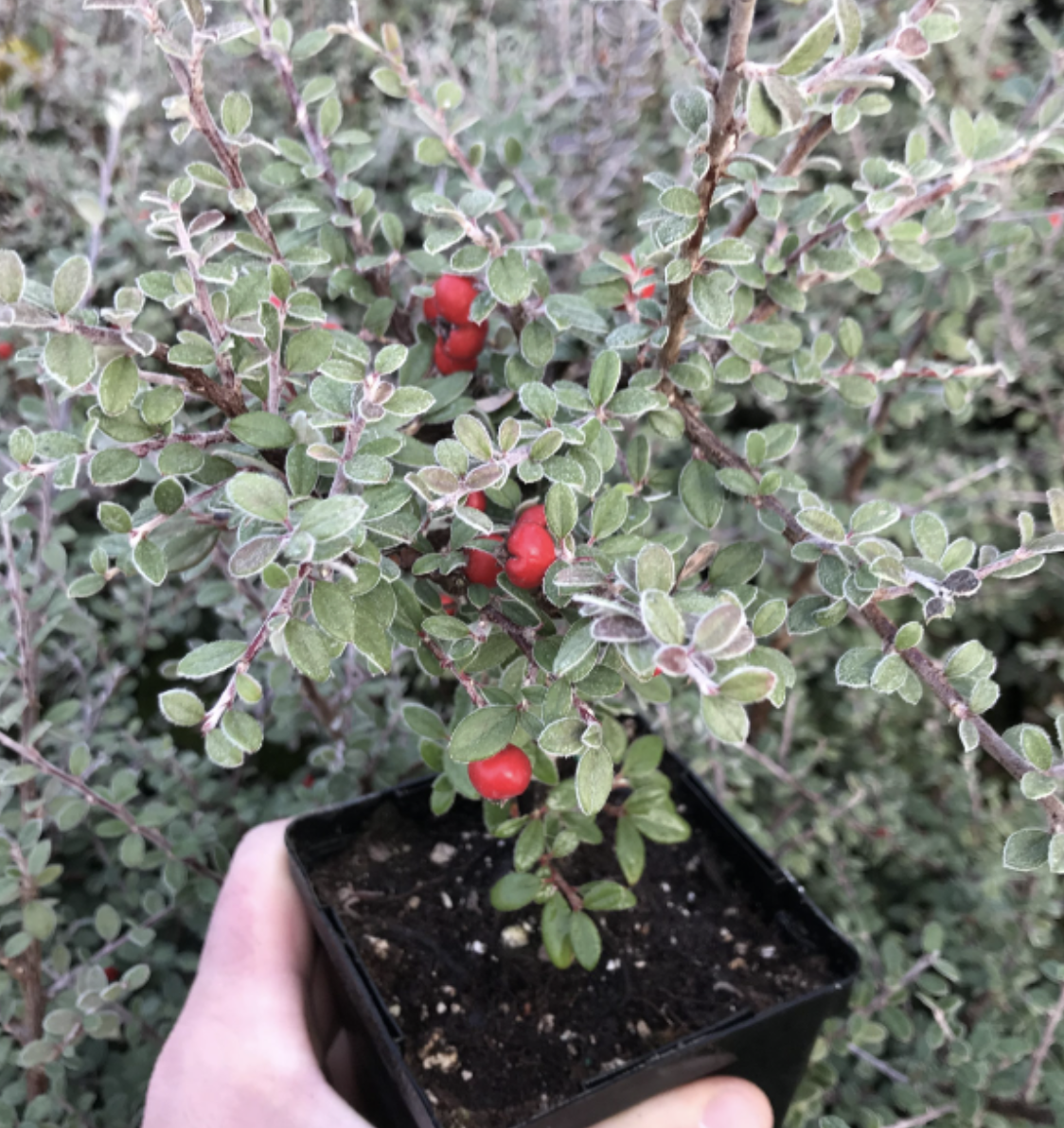 Gray Cotoneaster
