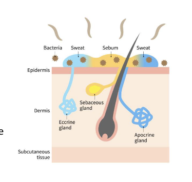 <p><strong>Sebaceous (oil) glands:</strong></p><ul><li><p><strong>Secretes oily substance (sebum) </strong>which coats <strong>surface of hairs</strong>, <strong>preventing </strong>it<strong> </strong>from<strong> drying out </strong>and<strong> </strong>becoming<strong> brittle</strong></p></li><li><p><strong>Sebaceous glands contain anti-microbial substances</strong></p></li></ul><p><strong>Ceruminous (wax) glands:</strong></p><ul><li><p><strong>Secretes wax (cerumen) in the ear canal</strong></p></li><li><p><strong>Wax protects </strong>against<strong> dust & insects </strong>as<strong> </strong>well<strong> </strong>as<strong> containing anti-microbial properties</strong></p></li></ul><p></p>