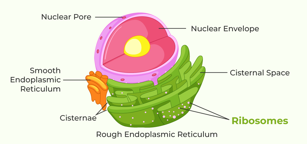 <ul><li><p>continuous channel that extends into many regions of the cytoplasm</p></li><li><p>provides mechanical support and transportation</p></li><li><p>rough ER compartmentalizes the cell</p></li><li><p>smooth ER = lacks ribosomes</p><ul><li><p>makes lipids, hormones, and steroids and breaks down toxic chemicals</p></li></ul></li></ul>