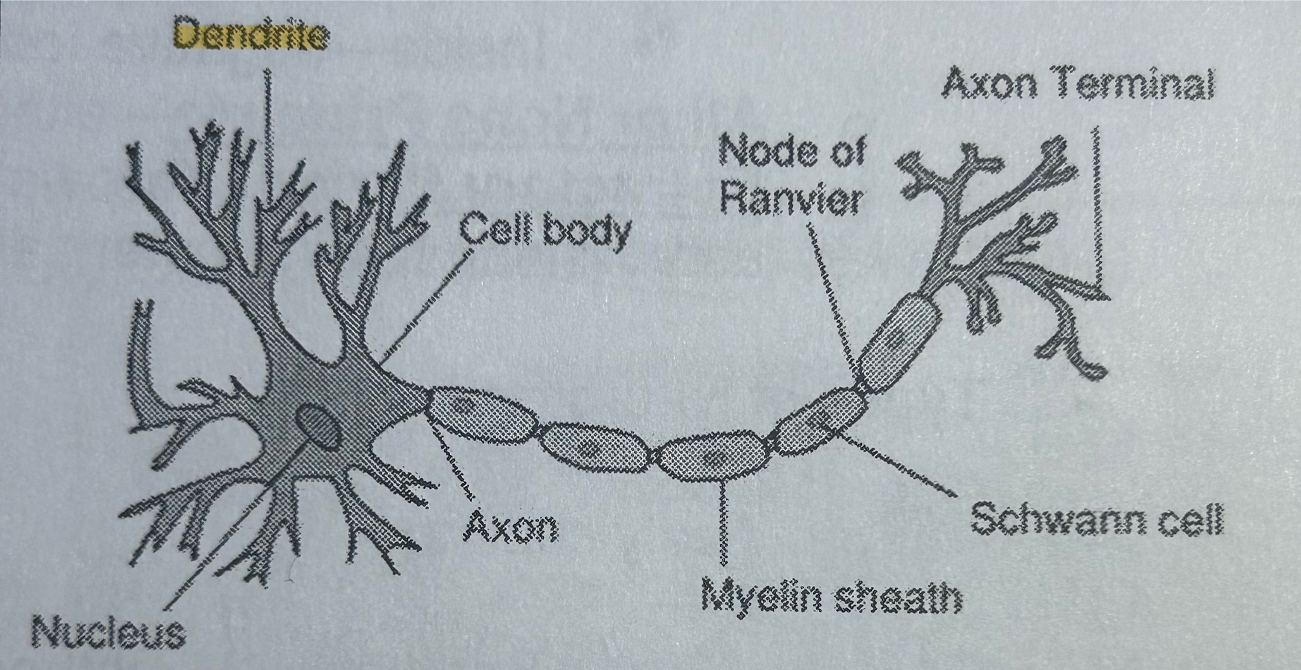 <p>Part of a neuron; receives messages &amp; can grow to make connections w/ other neurons (NOT TESTED)</p>