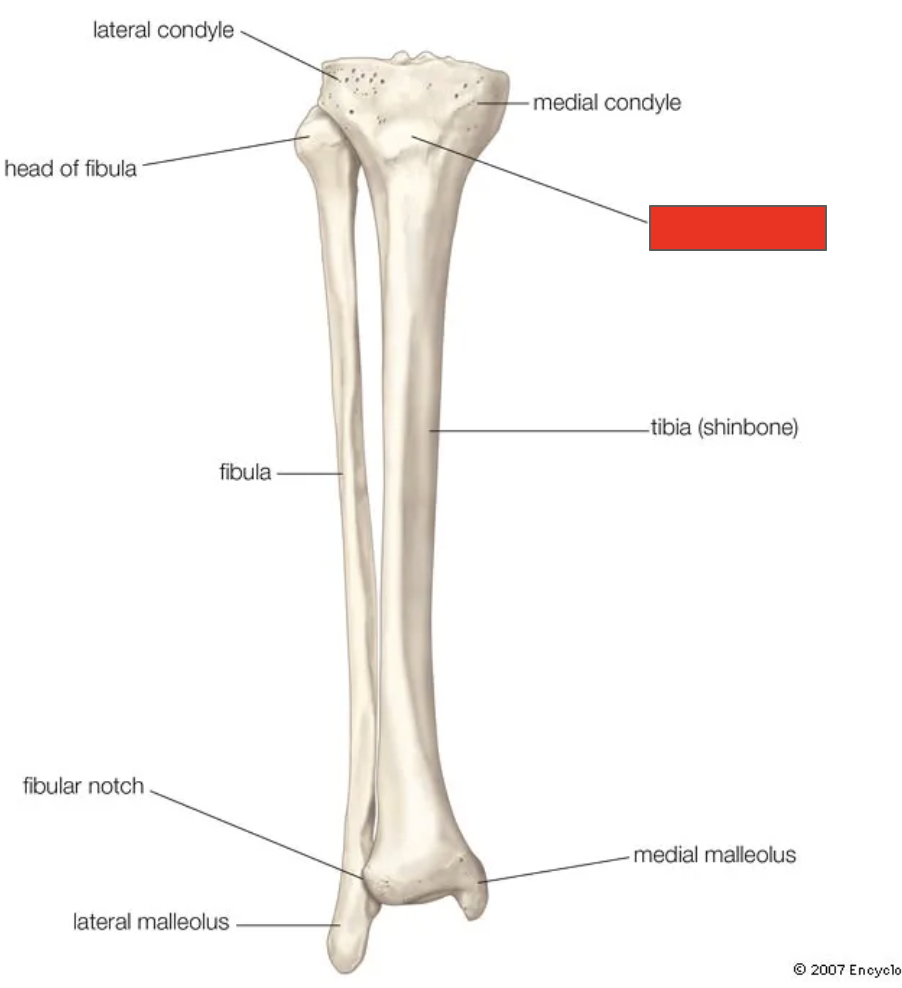 <p>Name the covered bone</p>