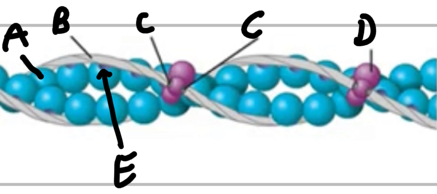 <p>Name these structures of thin filaments. </p>