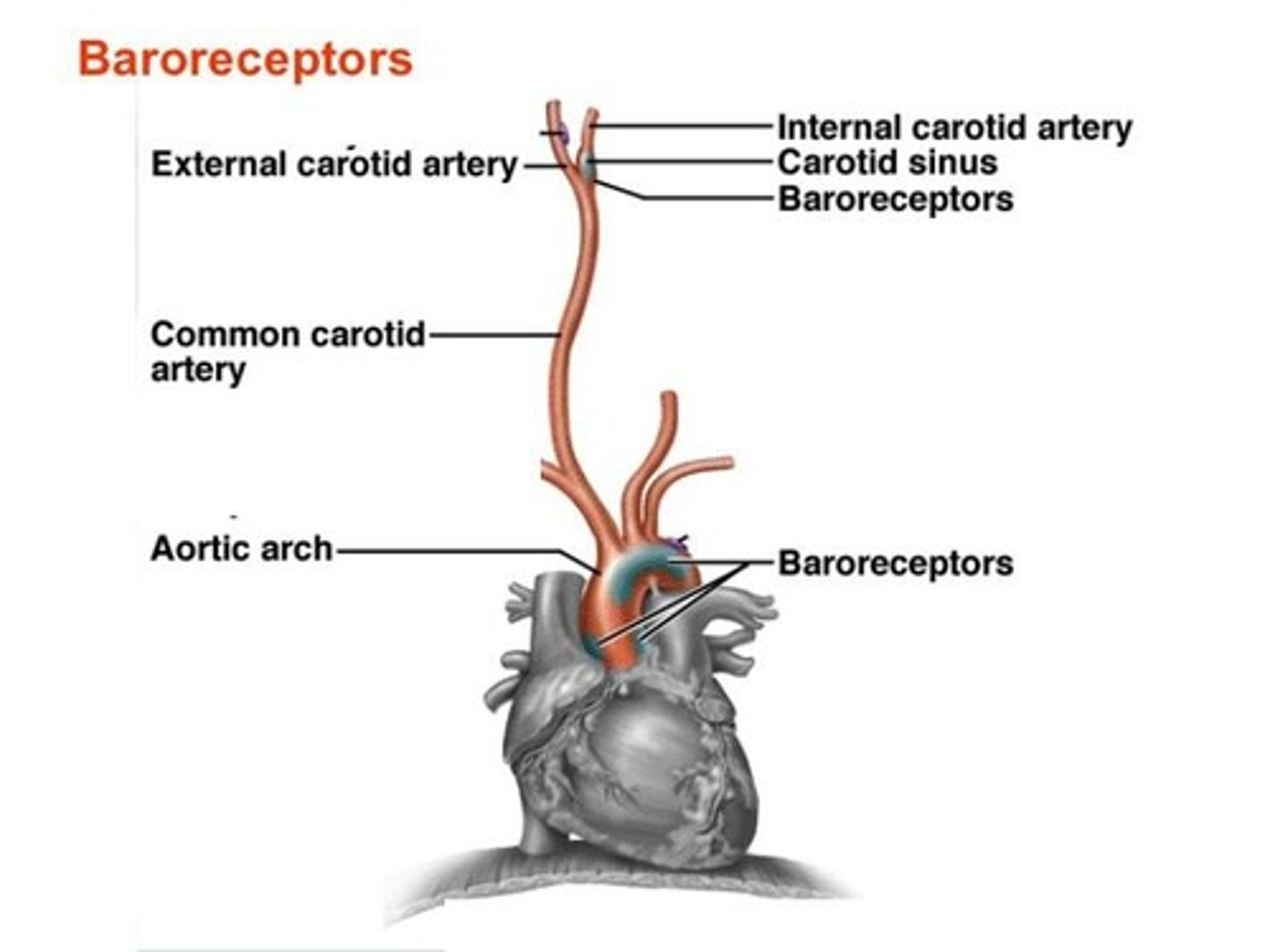 <p>It decreases heart rate (HR) and cardiac output (CO).</p>