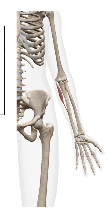 <p>Palmaris Longus (flexor)</p><p></p><p>Origin</p><ul><li><p>Medial epicondyle of humerus </p></li></ul><p>Insertion</p><ul><li><p>palmar aponeurosis</p></li><li><p>flexor retinaculum</p></li><li><p>bases of proximal phalanges</p></li></ul><p></p>
