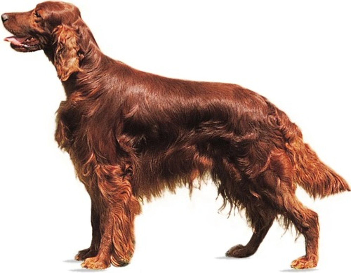 <p>What is this breed? What is it's AKC classification?</p>