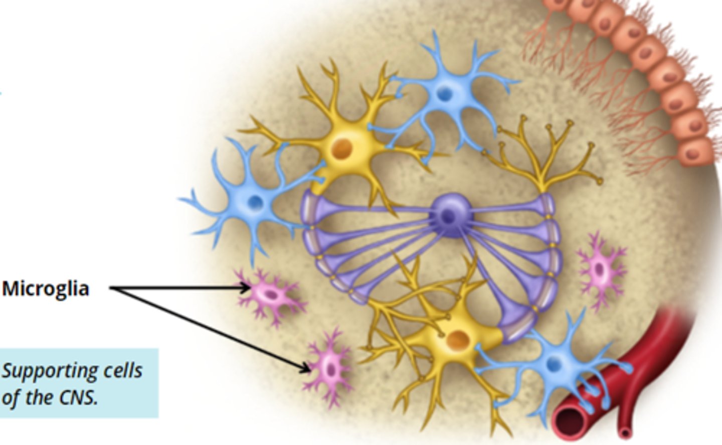<p>- small glial cells, protective functions in the CNS </p><p>- they are able to engulf/destroy (phagocytose) pathogens and eliminate waste products from other cells </p><p>- least common type of glia cell</p>