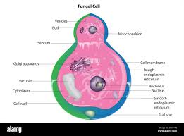 <p>fungi has</p>