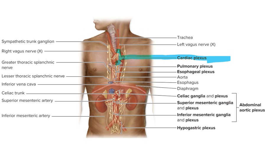 <p>includes:</p><ul><li><p><strong>sympathetic </strong>axons from cervical and thoracic trunk <strong>(quicken heart rate)</strong></p></li></ul><ul><li><p><strong>parasympathetic </strong>axons from vagus nerve <strong>(slow the heart)</strong></p></li></ul><p></p>