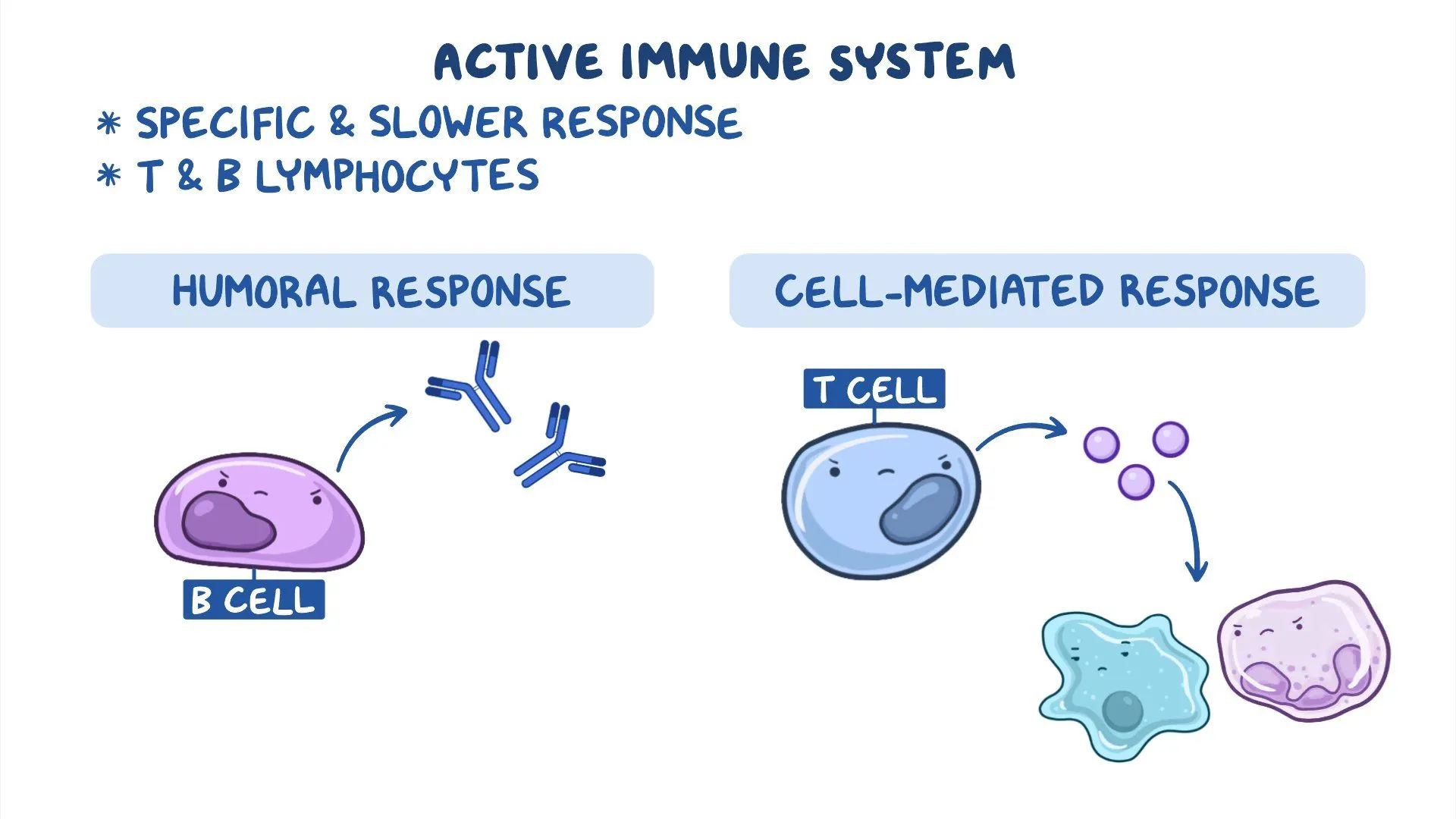 <ul><li><p><span style="color: blue"><strong>Cell Mediated</strong></span><strong> Immunity</strong></p></li><li><p><span style="color: blue"><strong>Humoral</strong></span><strong> Immunity</strong> </p></li></ul><p></p>