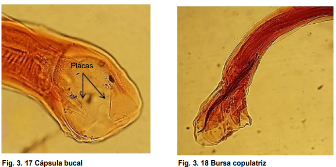 <ul><li><p>Localización: intestino delgado </p></li><li><p>Huéspedes: Ovino y caprino (trigonocephalum) y bovino (phlebotomum)</p></li><li><p>coclo de vida directo </p></li><li><p>extremo anterior con dirección dorsal.</p></li><li><p>cápsula bucal ancha y de tipo infundibular, con 2 placas cortantes en forma semilunar en el borde ventral.</p></li><li><p>dos lancetas cerca del esófago y otras 2 subventrales </p></li><li><p>M: bolsa copulatriz, espículas </p></li></ul>